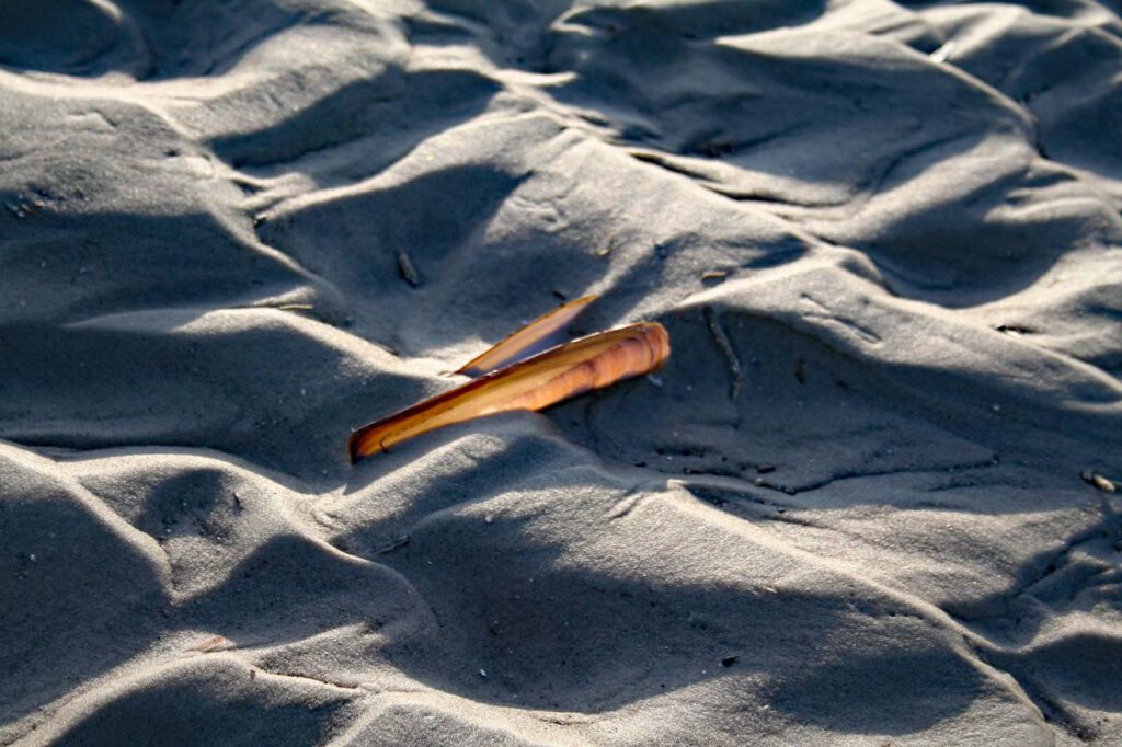 Pfahlmuschel im Sand