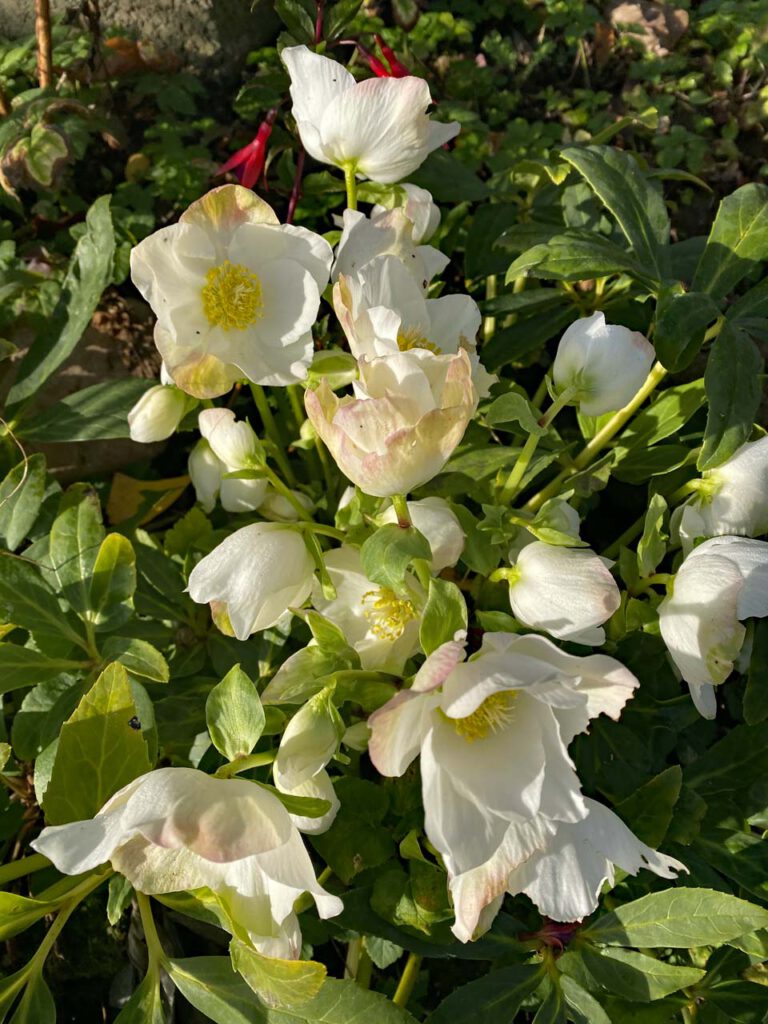 Weiße Christrosen Helleborus im Garten