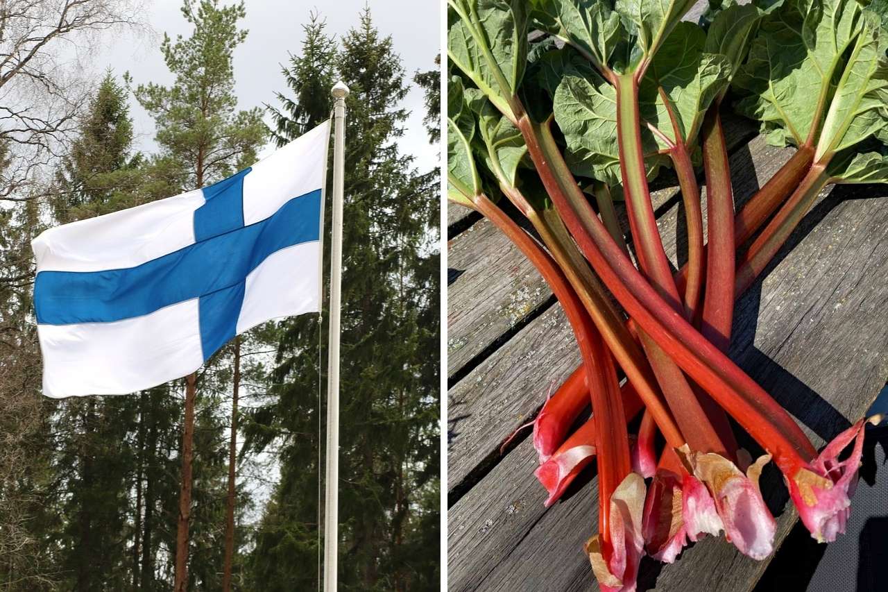 Finnlandflagge und Rhabarber