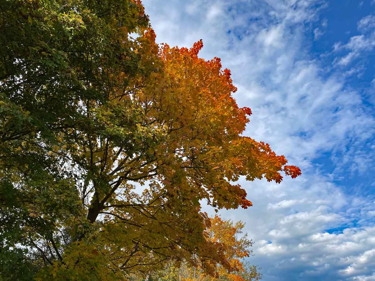 Herbstfreuden bunte Blätter am Baum