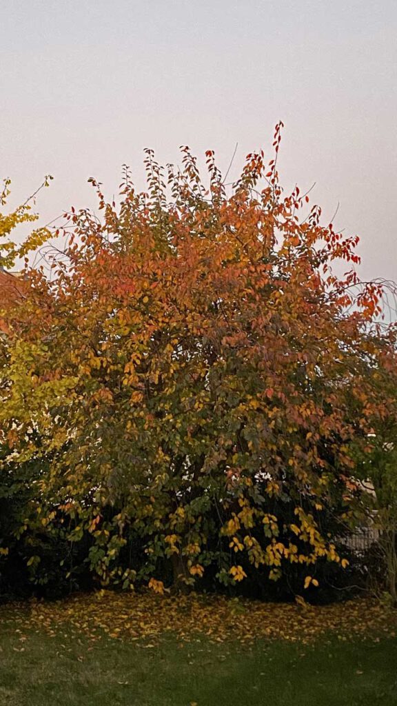 Kirschbaum im Herbstgewand