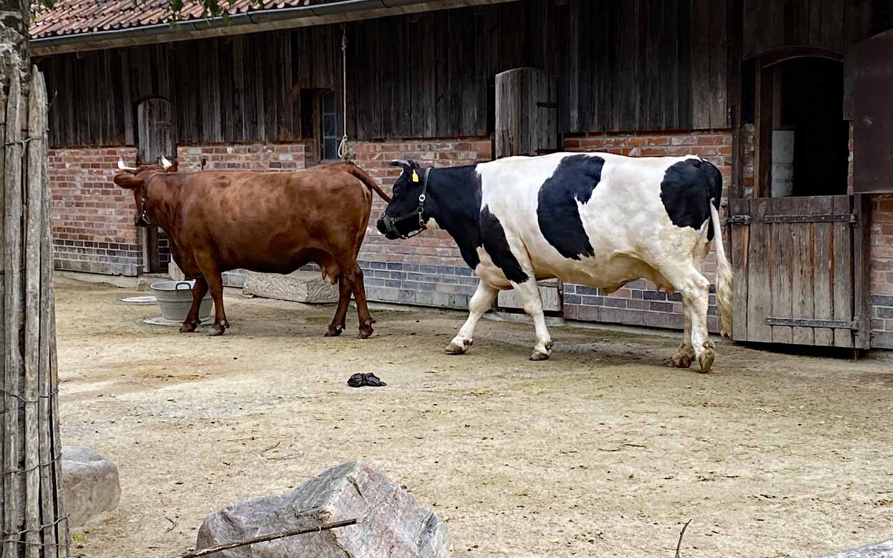 Harzer Rotvieh und Schwarzbunte Kuh