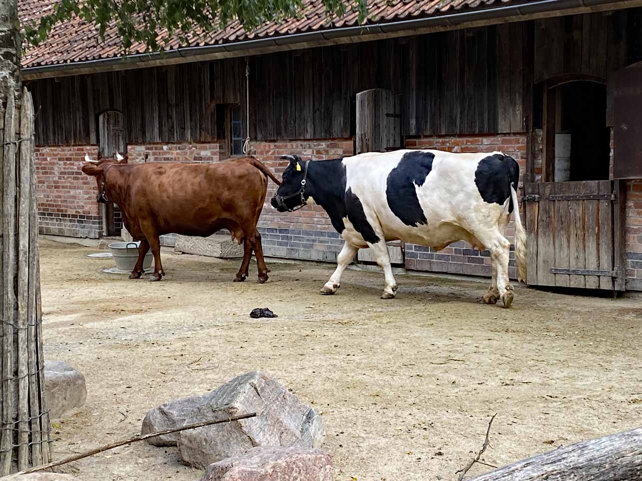 Harzer Rotvieh und Schwarzbunte Kuh