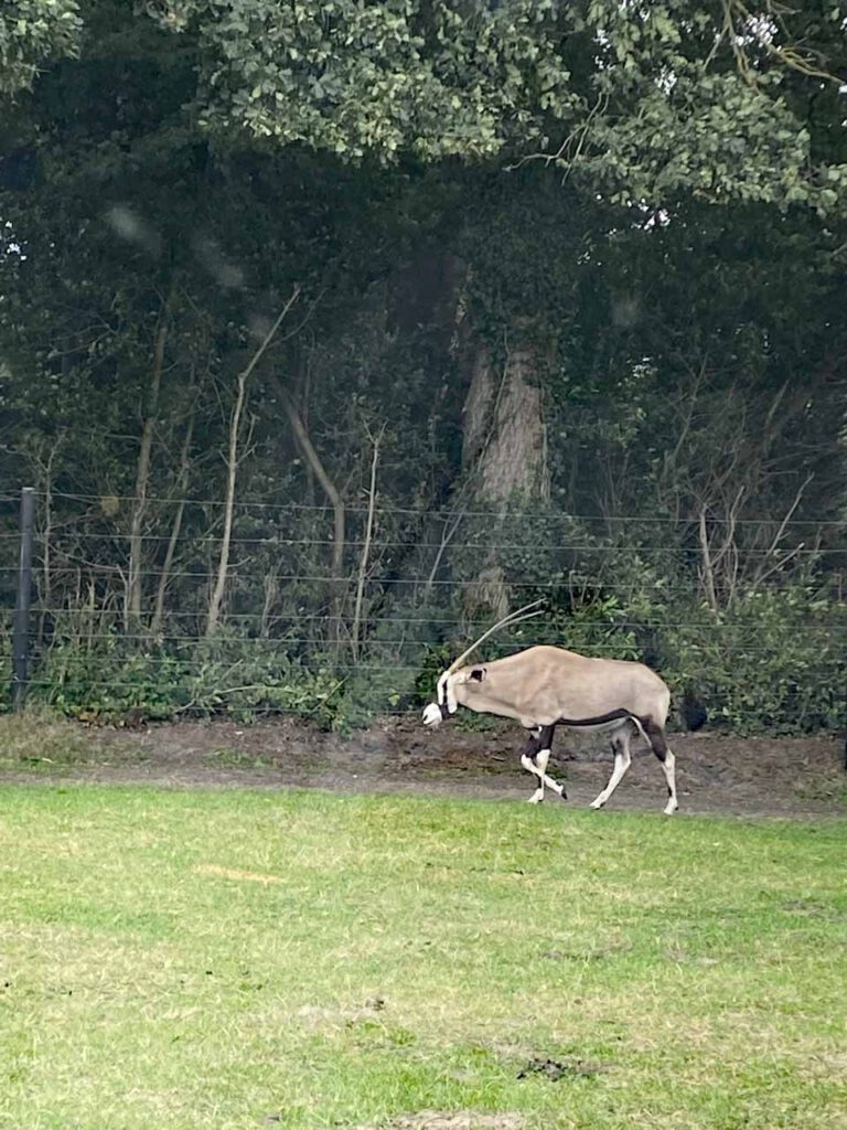 Serengeti Park Hodenhagen Kirsi Schreibt