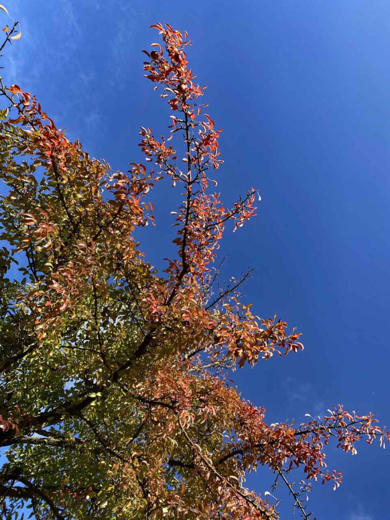 Birnbaum in Herbstfarben