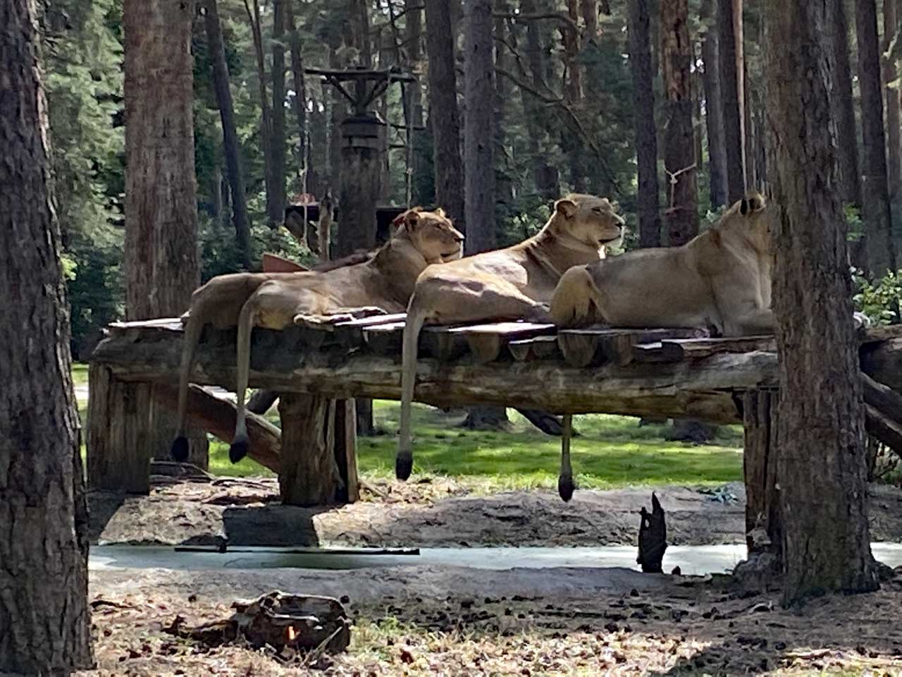 Die Safari geht zu Ende