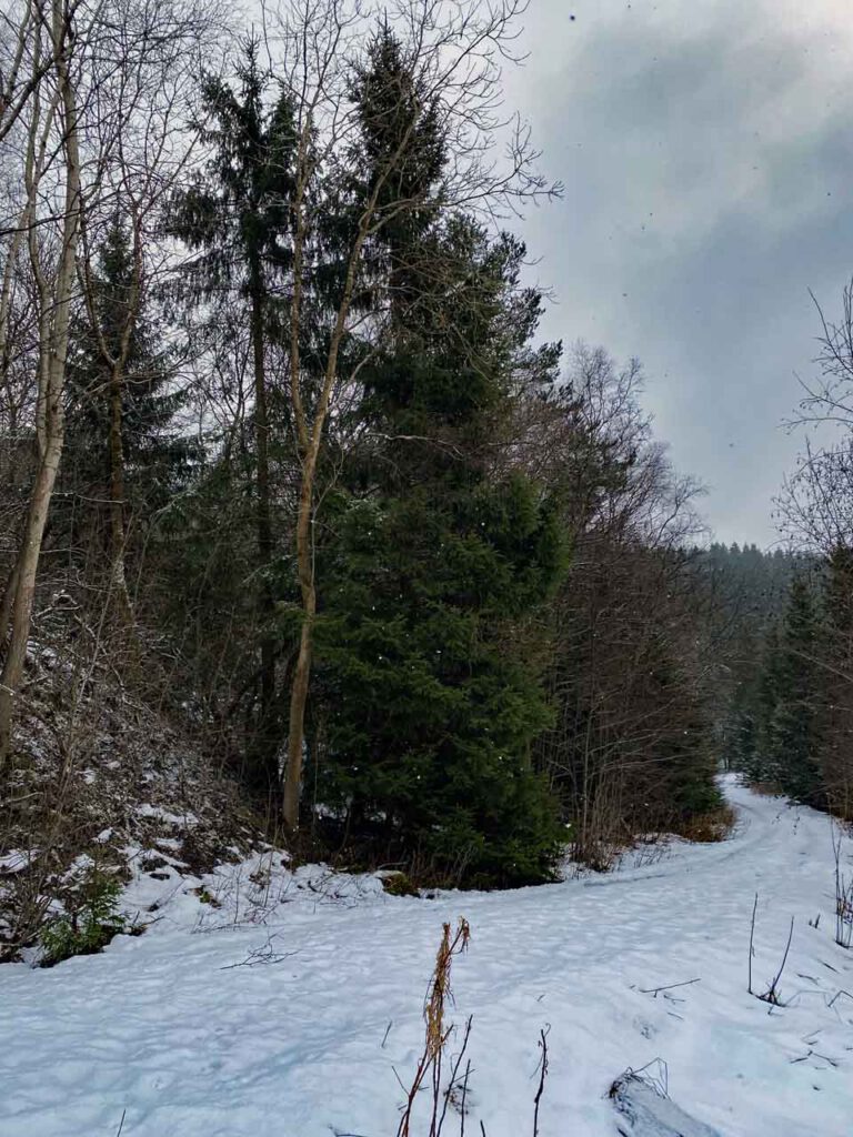 Nadelbaum und Winterwald im Harz