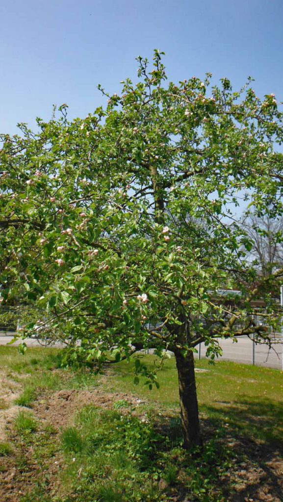 Apfelbaum für Lebensbäume