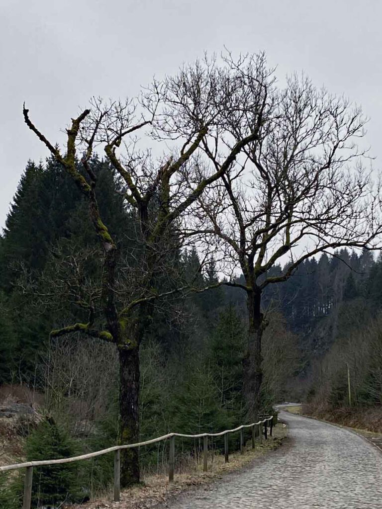Bäume im Harz