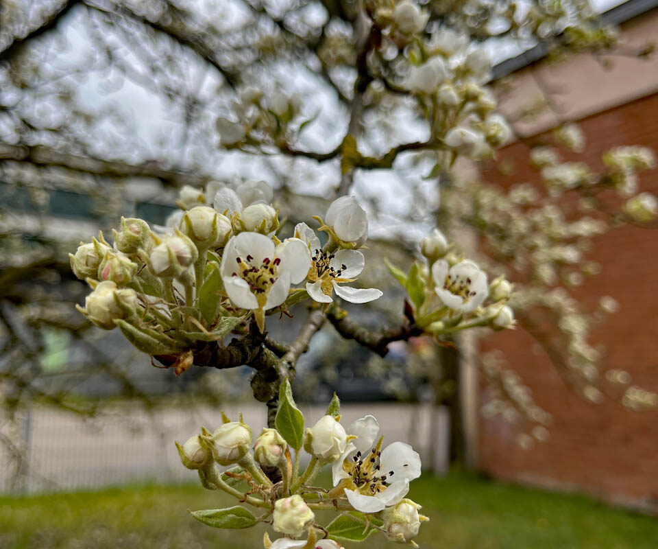 Blütenzauber im April