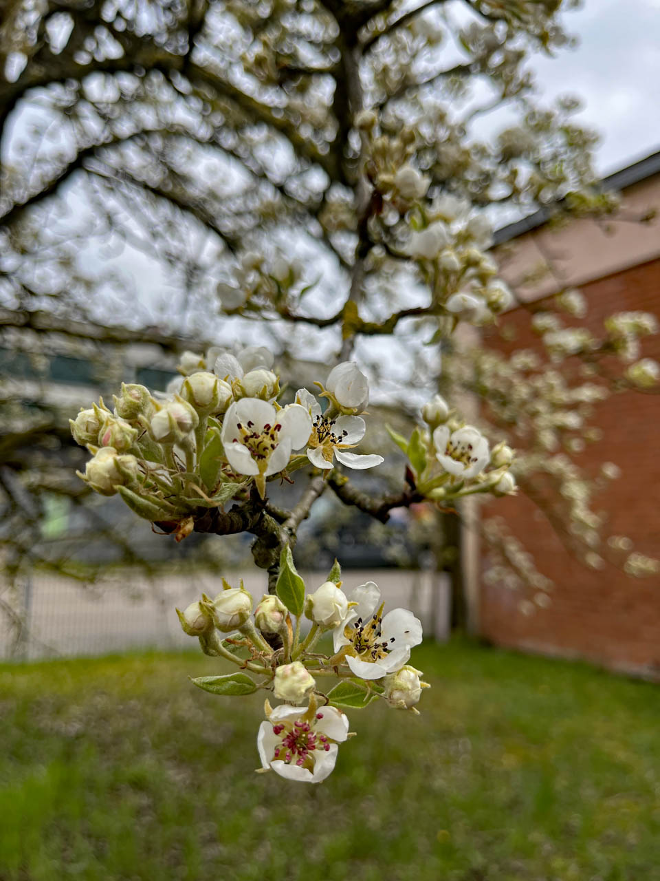 Blütenzauber im April