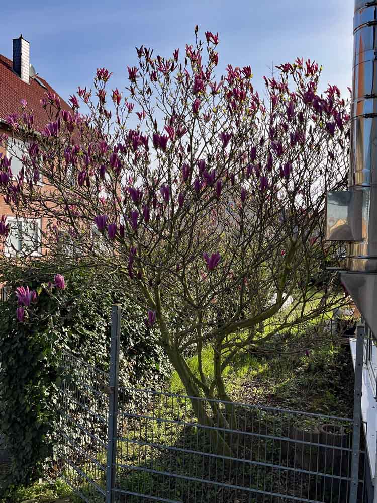 Magnolienbaum in der Sonne