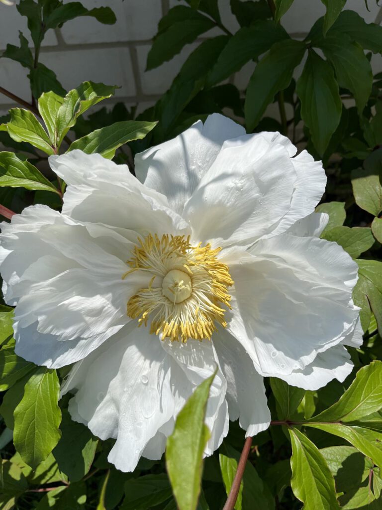 Weiße Pfingstrosenblüte