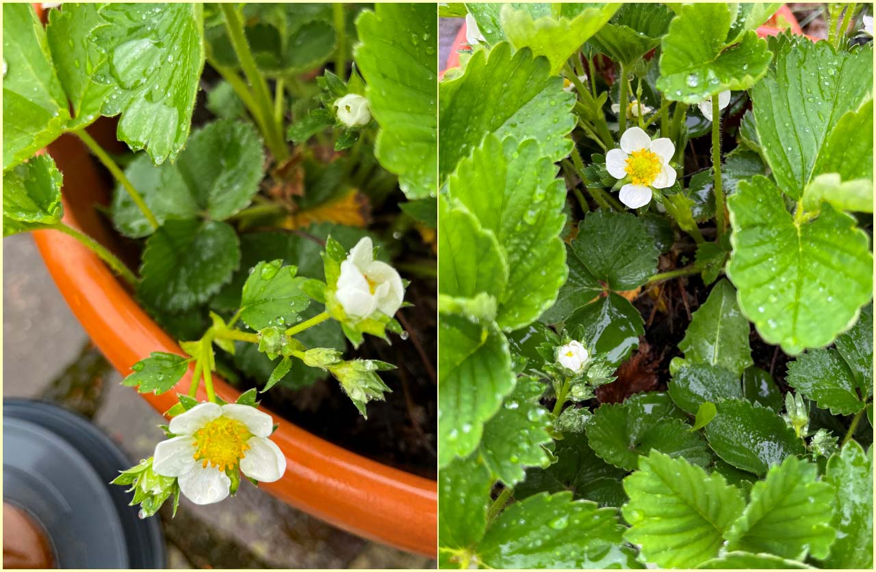 Blüten über Blüten und Spiegelungen