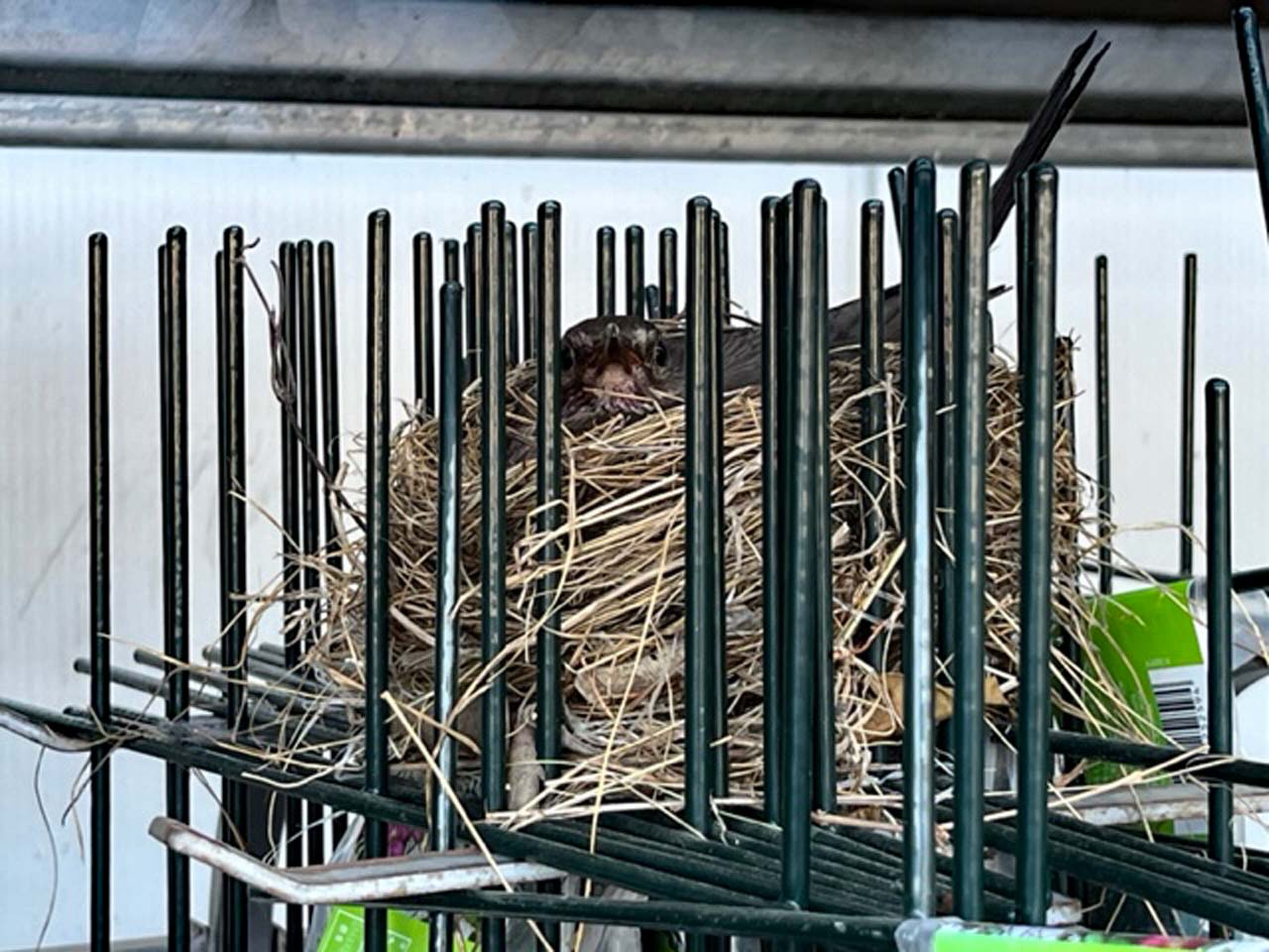 Neulich im Baumarkt