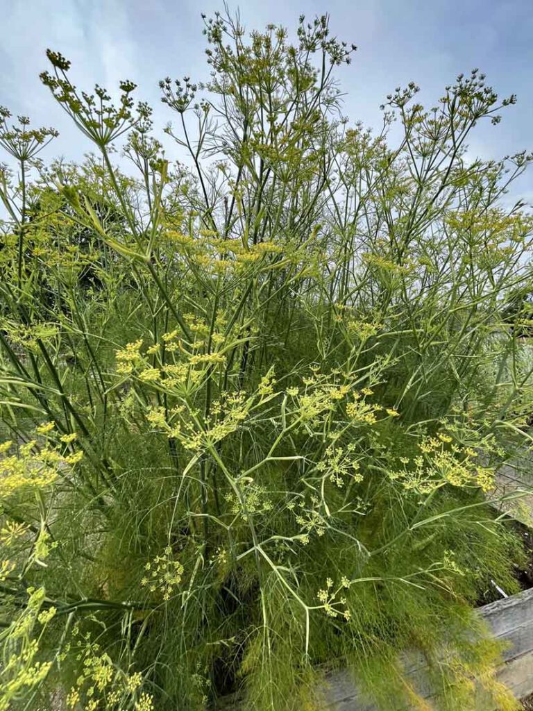 Fenchel oder Dill