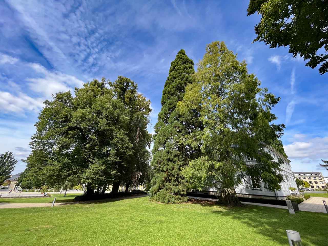 Mammutbäume im Kurpark