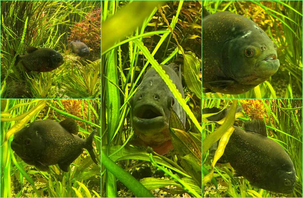 Piranhas Collage