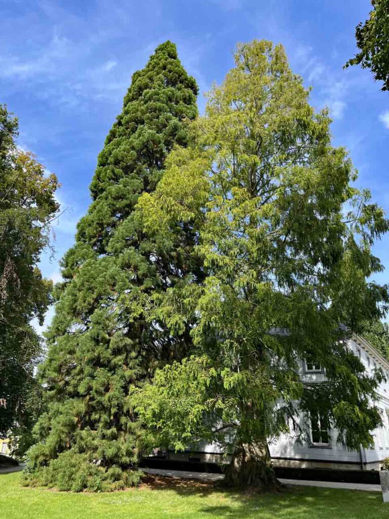 Urwelt- und Riesenmammutbaum