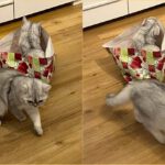 BKH Katzen mit Geschenkpapier