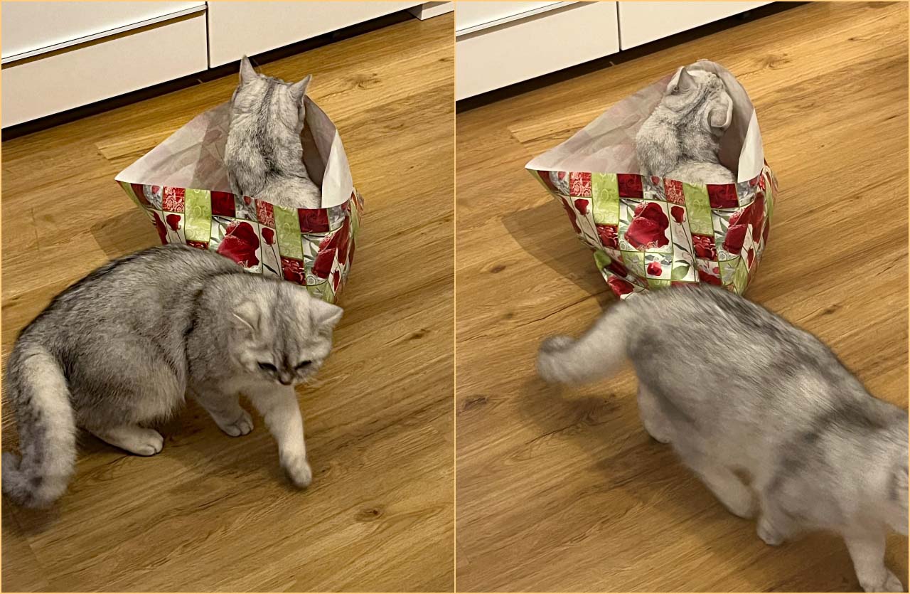 BKH Katzen mit Geschenkpapier