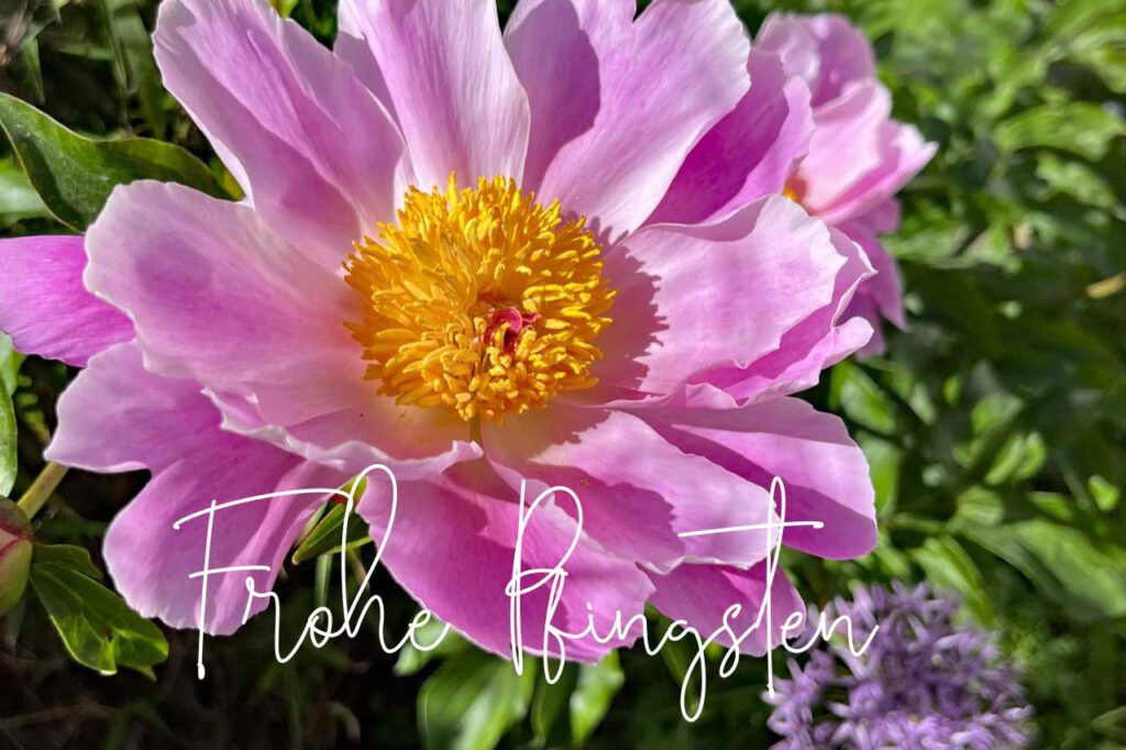 Frohe Pfingsten Karte mit rosa Pfingstrosenblüte