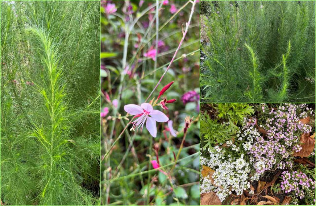 Blumen und Pflanzen Collage