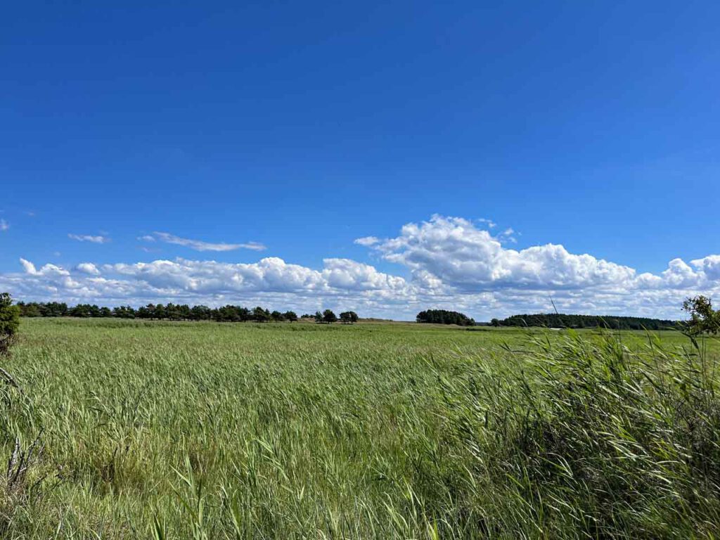 Rundwanderweg auf dem Darß