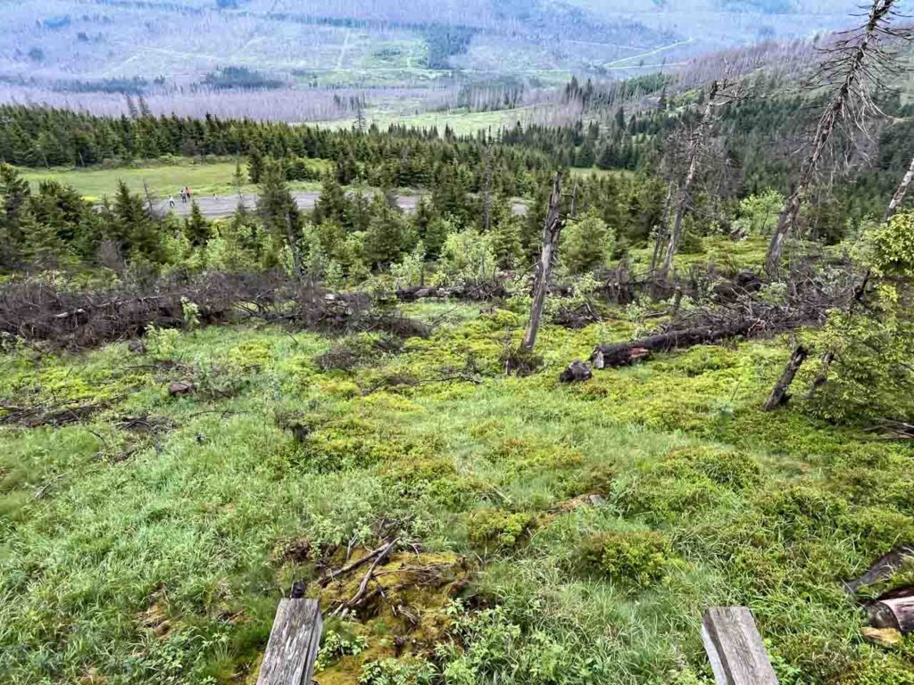 Der harzer Hexenstieg in Braunlage Bäume am Wurmberg viele abgestorben