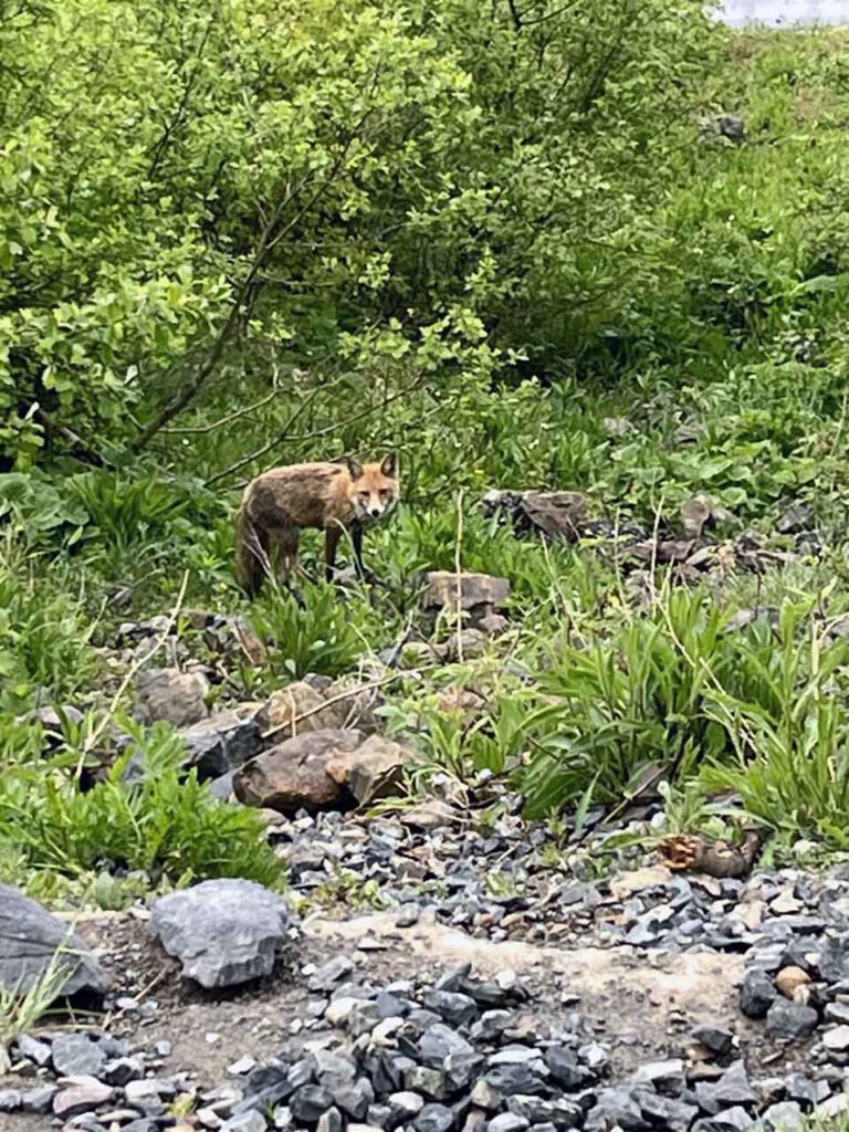 Fuchs am Wurmberg