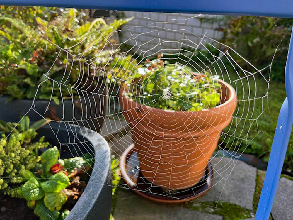 Spinnweben im Sonnenlicht