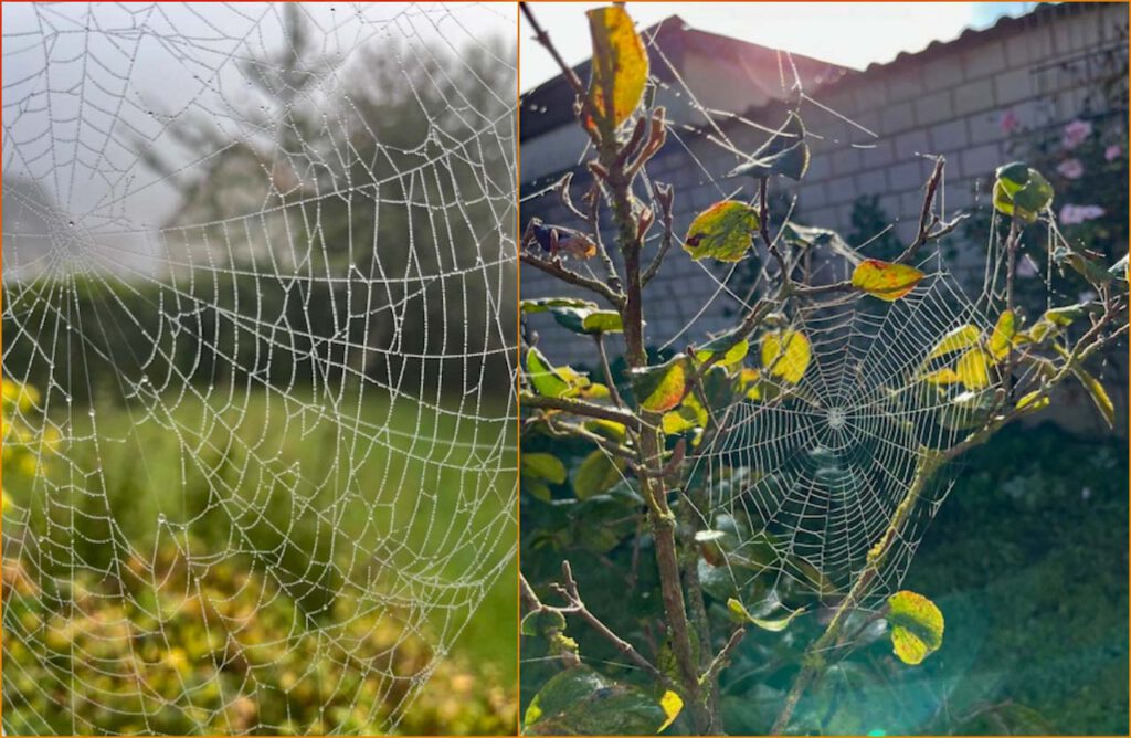 Spinnweben im Regen und Sonnenschein Collagebild