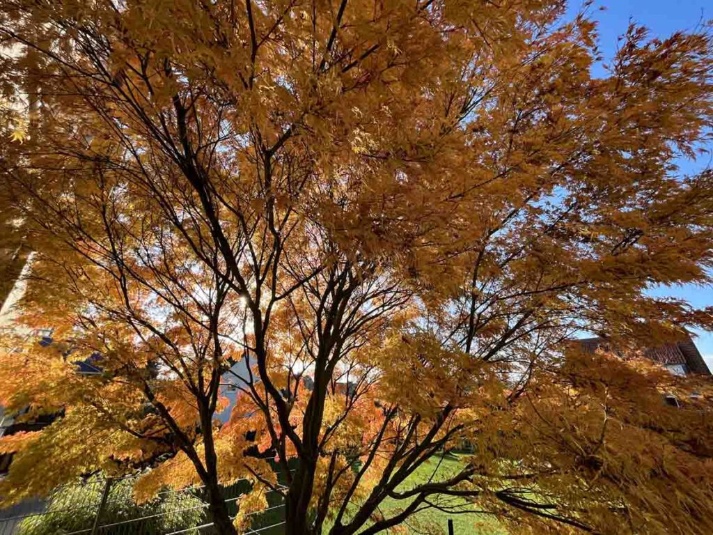 Fächerahorn gelbes Herbstlaub