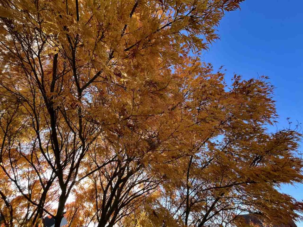 Fächerahorn im Herbst und blauer Himmel