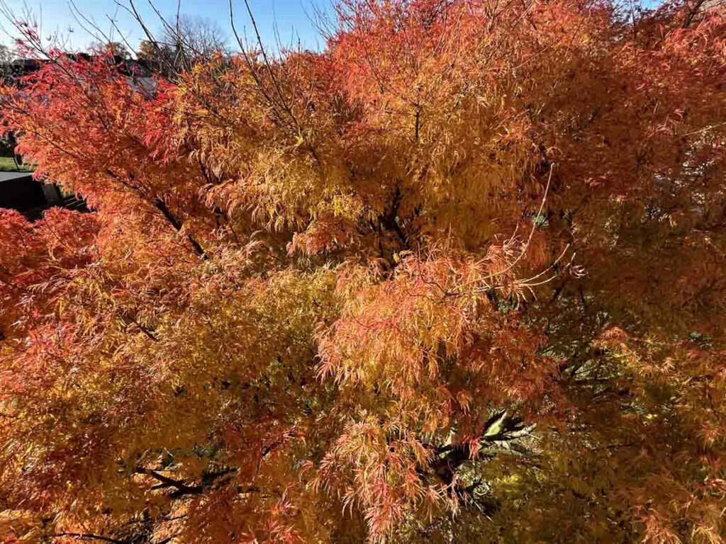 Fächerahorn in Herbstlaub