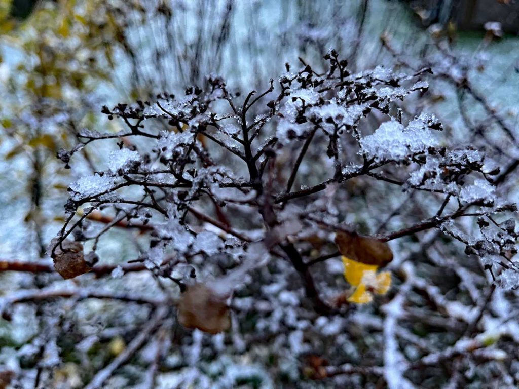 Schneebedeckte Kletterhortensie