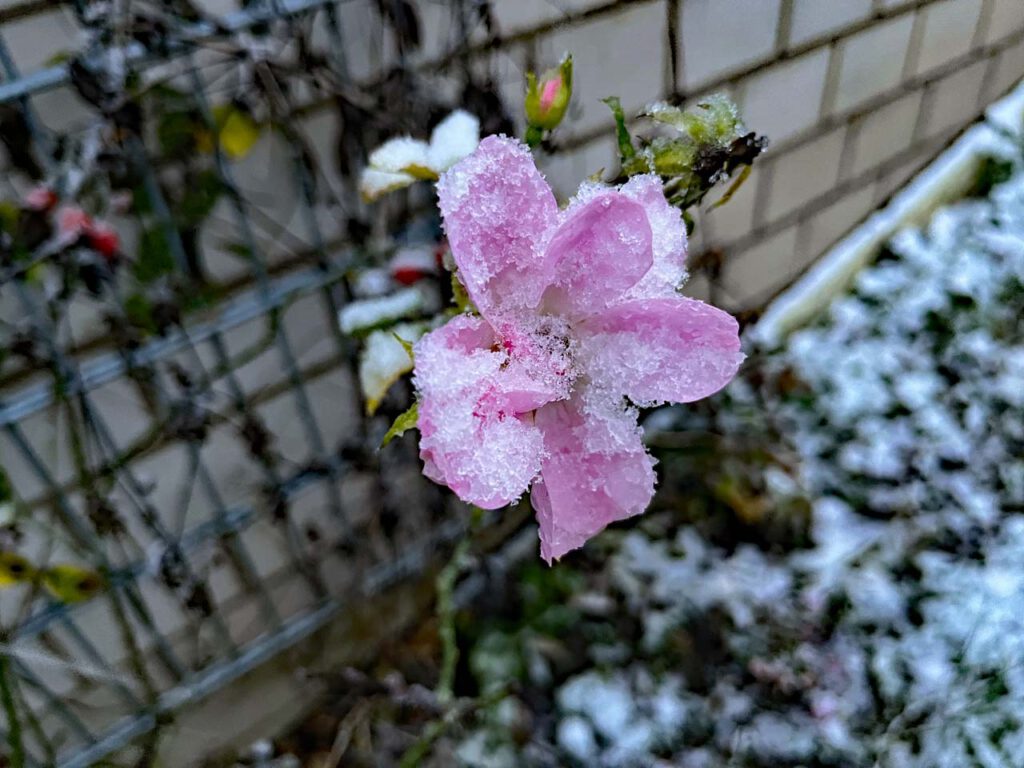 Schneerose