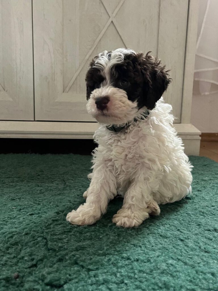 Lagotto Welpe