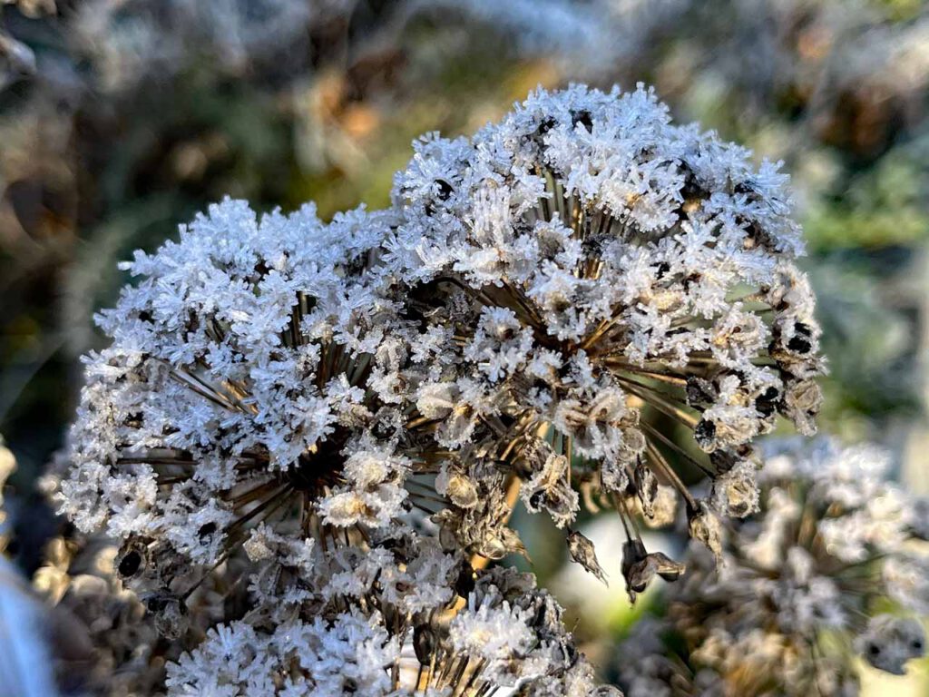 rost auf verblühten Lachblüten