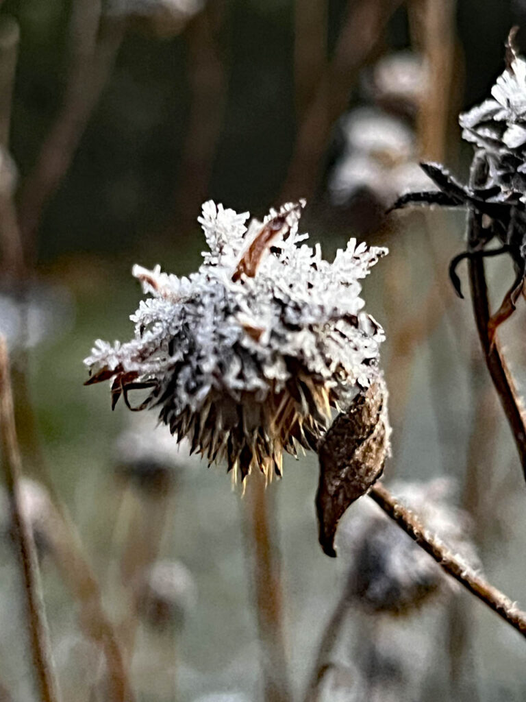 Eis und Frost auf abgeblühten Pflanzen