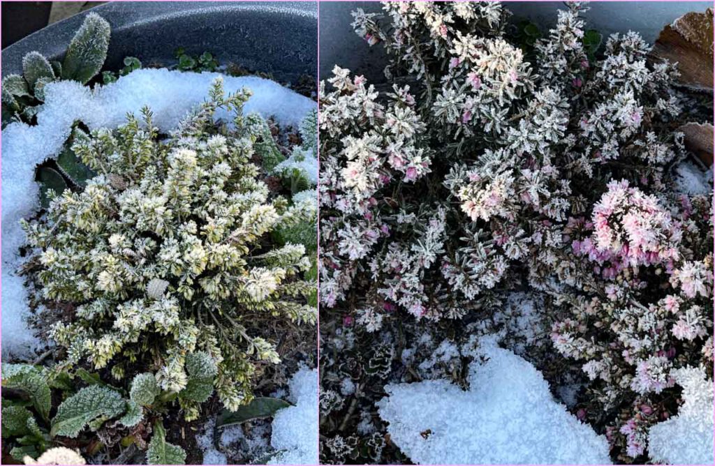 Winterheide in gelb und rosa