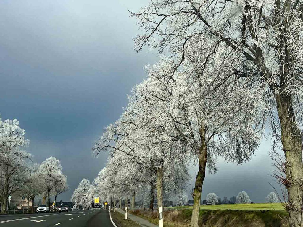 Bäume im Frostkleid