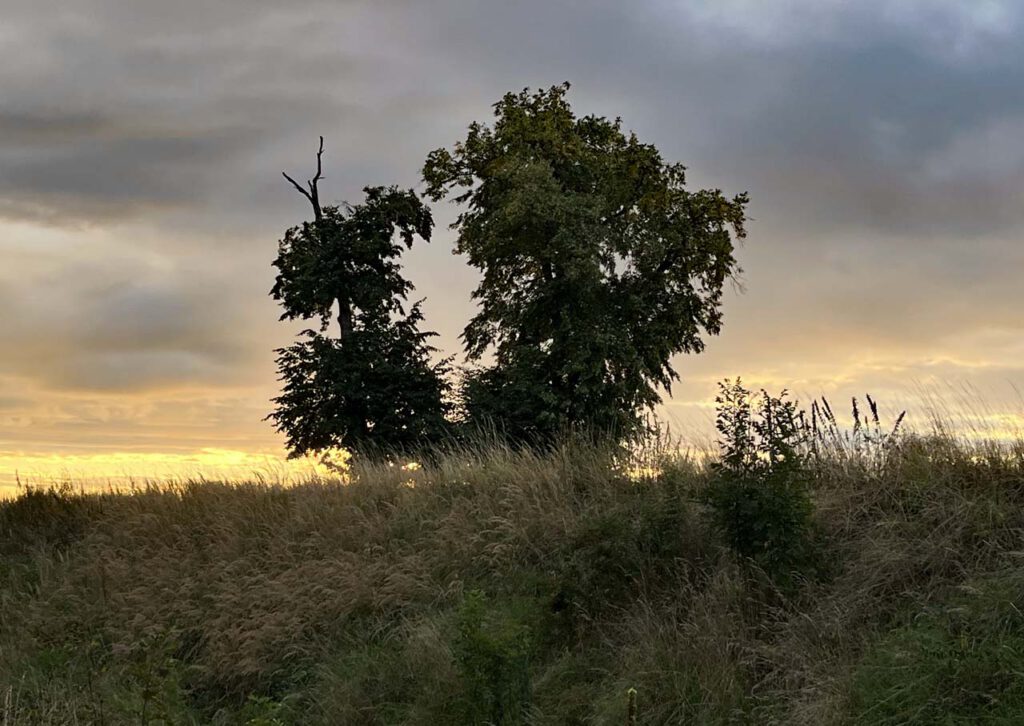 Sonnenaufgang hinter den Bäumen