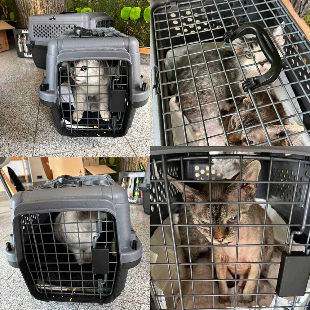 Katzen sind in ihrer Box bereit für den Umzug