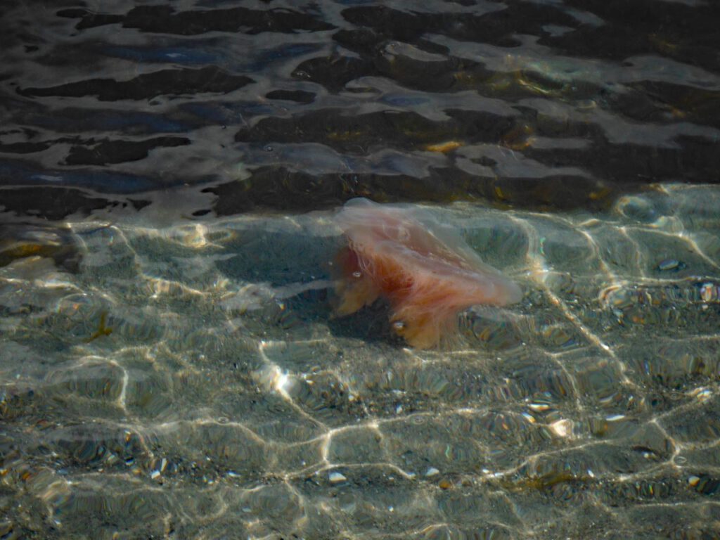 Feuerquelle besser gesagt gelbe Haarqualle schwimmt davon