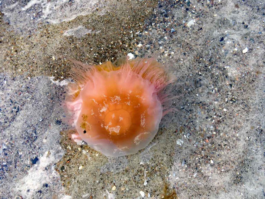 Feuerquelle in der Ostsee