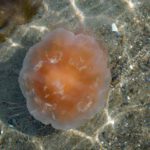 ABC Foto Q wie Qualle Feuerqualle