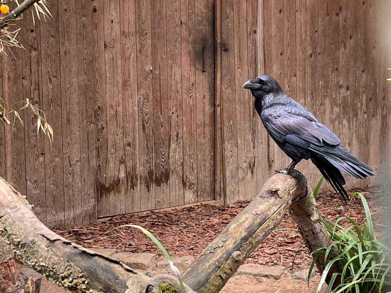 Der Rabe Rabenvogel im Wildgatter
