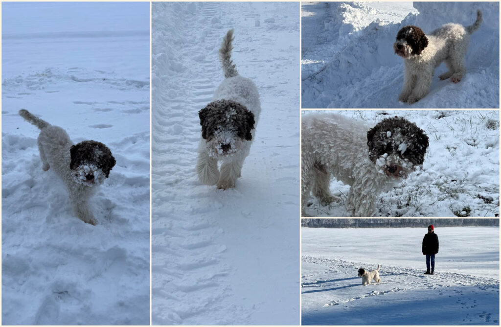Collage Hundeglück im Schnee
