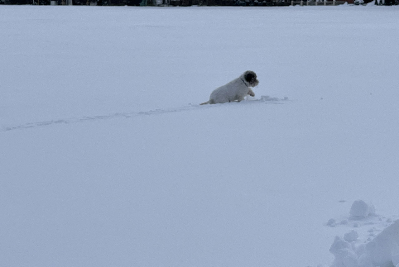 Schnee Juchhe und Ohwei wieder vorbei